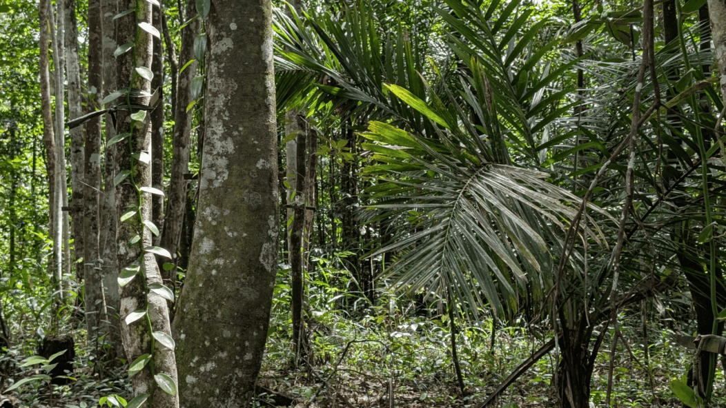 Agriculture sous couvert forestier