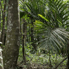 Agriculture sous couvert forestier